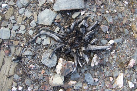 Raízes locais que emergem das cinzas.